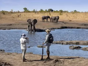 A guide and tourist standing on a mud bank on one side of the water watching elephants on the other side. 