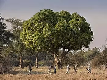 Guests with two armed guides on a safari bush walk.