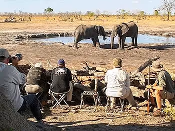 Guests sitting at a logpile hide with their guide watching and photographing two elephants at the waterhole. 