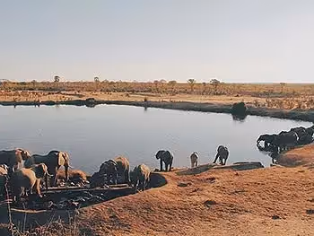 The view on to a waterhole where many elephants are drinking. 