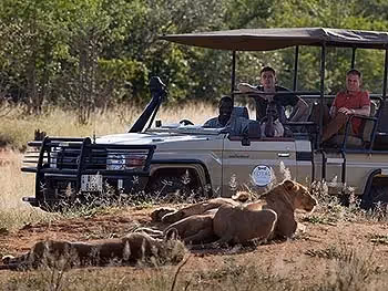 An open safari vehicle with two guests and a guide watching lions sleeping in the bush.