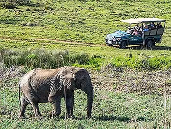 An elephant in the grass being observed by tourists in an open safari vehicle. 