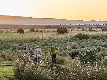 People watching as man photographs an ostrich in the Karoo.