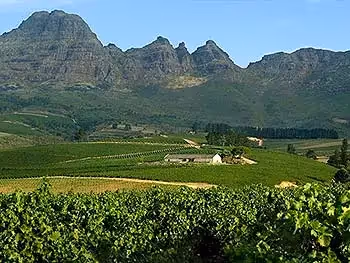 View across a vineyard with more vineyards in the distance and a mountain as the backdrop. 