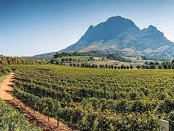 A vineyard landscape with distant mountains typical of the Cape Winelands.