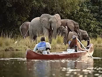 Two people canoeing closely past elephants drinking on the waters edge.