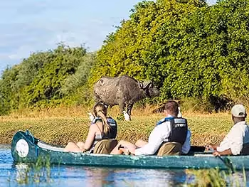 Three people in a canoe gliding by a buffalo on the river bank.