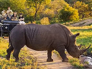 A close up of a rhino standing on a road being watched by tourists on a game drive in an open safari vehicle.