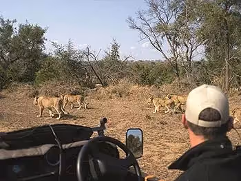 A guide in a safari vehicle watching a pack of young lions pass by in the bush in Kruger.