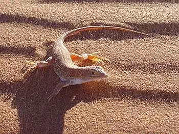 A fringe-toad lizard basking in the sun on a red sand dune of the Skeleton Coast