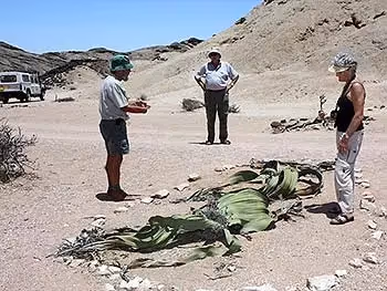 A guide showing a Welwitschia Mirabilis to tourists on the cruise ship shore excursion