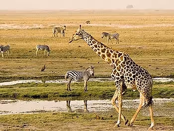 A giraffe walking across a floodplain with zebras in the background.