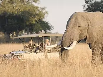 A close up of an elephant with an open safari vehilce of tourists in the distance looking on.