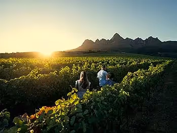 Three people walking in a vineyard at sunset with a mountain in the background. 