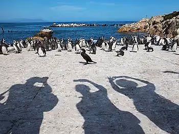 The shadows of people while taking photographs of Cape penguins.