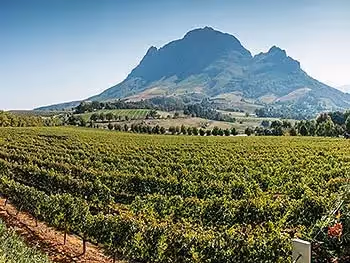 A view over a vineyard onto more distant vineyards and a mountain in the background. 