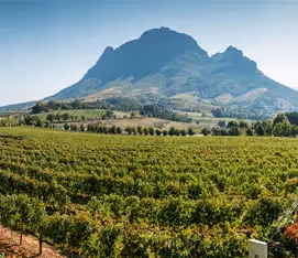 Scenic vineyard and winelands landscape near Cape Town, framed by majestic mountains.
