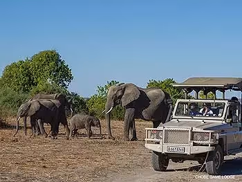 An open safari vehicle with guests watching some elephants in the Chobe National Park.