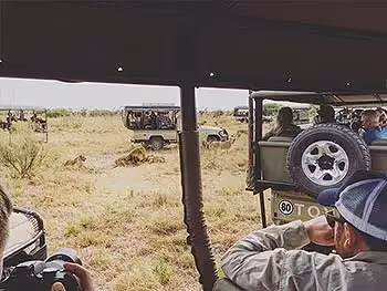Numerous safari vehicles at a lion sighting.