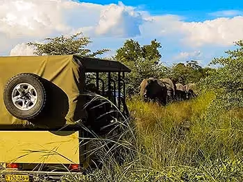 An open safari vehicle on a track in thick bush and grass waiting as elephants cross ahead. 