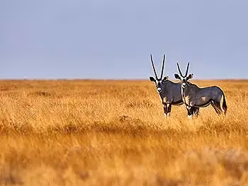 Two oryx standing in a dry yellow grassland looking attentively at the camera.