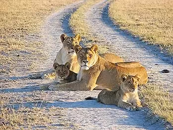 Two female lions and two cubs lying on the sand tracks of a road. 
