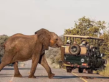An elephant crossing the road behind an open safari vehicle on a tarred road. 