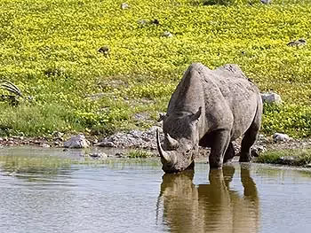 A mud covered rhino drinking water at a waterhole.
