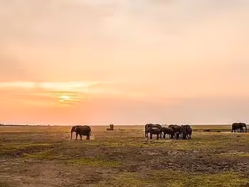 Elephants on an open plain at a waterhole at sunrise.
