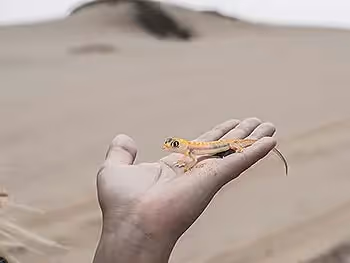 A Namib sand gecko on someone's hand. 