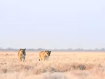 Two female lions walking towards the camera across a grass plain. 