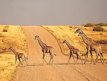 A family of five giraffe crossing a desolate gravel road in Kaokoland. 