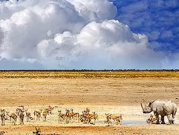 A mud covered rhino facing a waterhole with numerous springbok in Etosha.