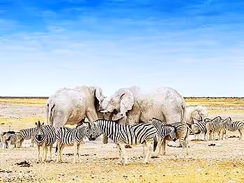 Elephants and zebras congregated at a waterhole in Etosha National Park.