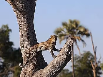 A leopard posing on a dead tree with palm trees in the background. 