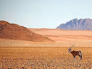 A lone oryx standing on a gravel plain of southern Namibia.