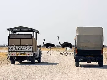 Two open safari vehicles on a gravel road in Etosha waiting for a family of Ostrich to cross.