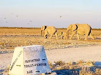 A road sign in Etosha National Park with elephants passing behind it.