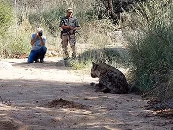 An armed guide and a tourist crouching taking a photo of a hyena.