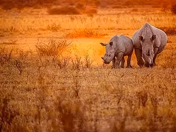 Two rhinos grazing in a dry grassland at sunset. 