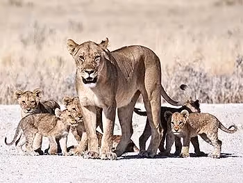 A female lioness with her cubs on a gravel road in Etosha National Park.