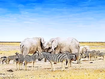 Numerous elephants, zebras and an ostrich at a busy waterhole in Etosha. 