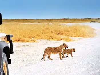 A safari car watching two lion cubs cross a gravel road. 
