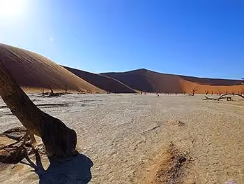 A close up of the stark white clay pan and petrified trees of Dead Vlei.