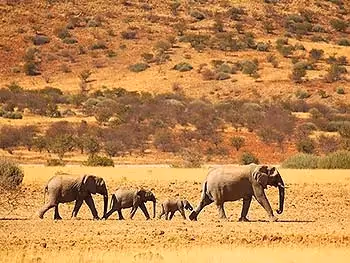 Four elephants walking in a line across the dry landscape of Damaraland.