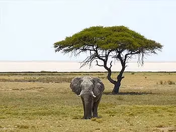 An elephant covered in white clay at a tree in Etosha.
