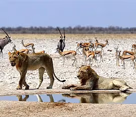 Lion, springbok, and oryx gather at a bustling waterhole in Etosha National Park.