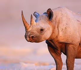 Onguma Anti-Poaching Unit