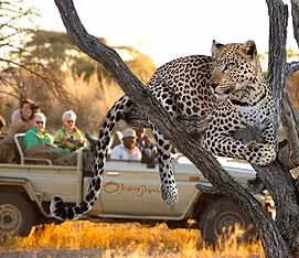 The AfriCat Foundation