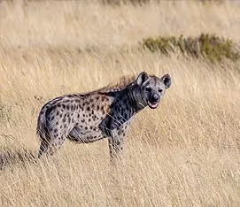 Spotted Hyena Research Project